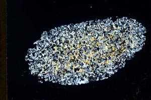 Cross Polarized, S20290