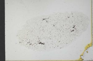 Plane Polarized, S20290