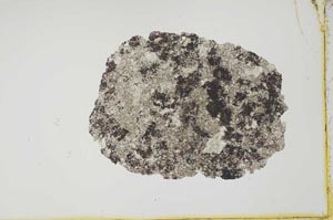 Plane Polarized, S20292