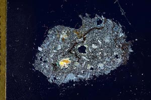 Cross Polarized, S20294