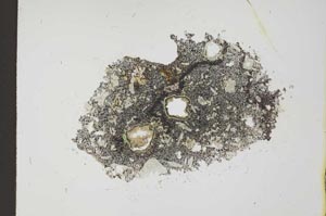 Plane Polarized, S20294