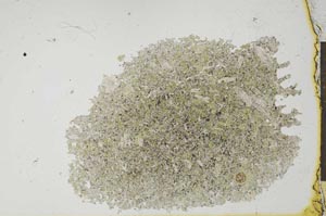 Plane Polarized, S20295