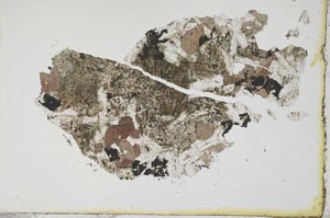 Plane Polarized, S20305