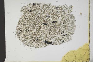 Plane Polarized, S20327