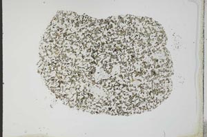 Plane Polarized, S20362