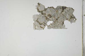 Plane Polarized, S20363