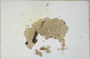 Plane Polarized, S20368