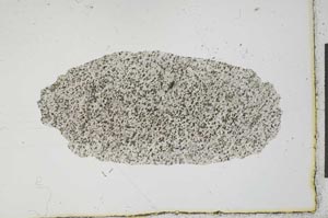 Plane Polarized, S20393