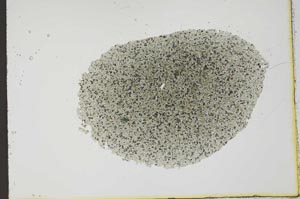 Plane Polarized, S20423