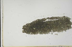 Plane Polarized, S20446