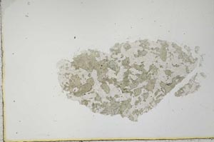 Plane Polarized, S20459