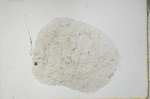 Plane Polarized, S20464