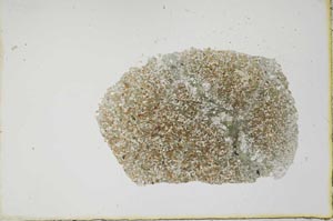 Plane Polarized, S20465