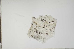Plane Polarized, S20490