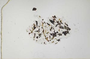 Plane Polarized, S20494