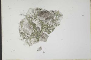 Plane Polarized, S20508