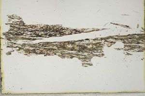 Plane Polarized, S20532