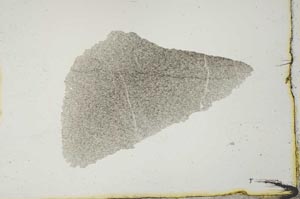 Plane Polarized, S20542