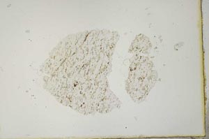 Plane Polarized, S20552