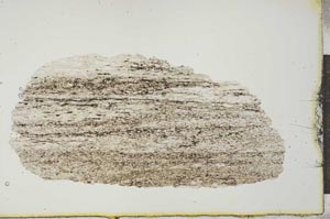 Plane Polarized, S20555