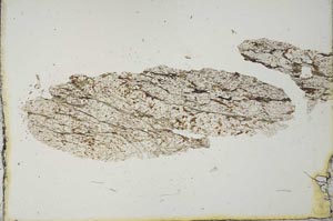 Plane Polarized, S20561