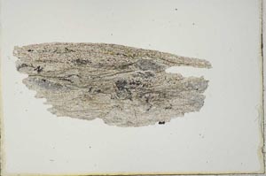 Plane Polarized, S20562