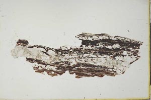 Plane Polarized, S20568