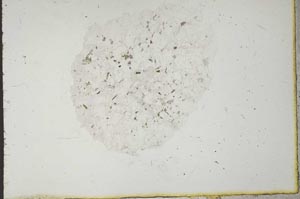Plane Polarized, S20570