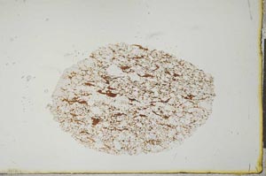 Plane Polarized, S20572
