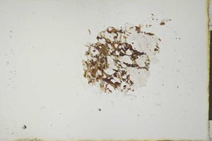 Plane Polarized, S20574
