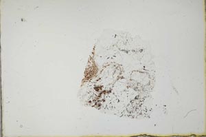 Plane Polarized, S20576