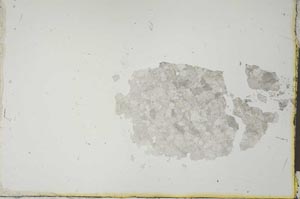 Plane Polarized, S20579
