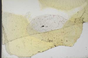 Plane Polarized, S20588