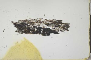 Plane Polarized, S20589