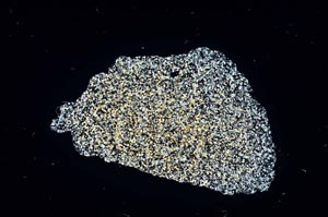 Cross Polarized, S20593