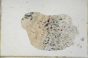 Plane Polarized, S20599
