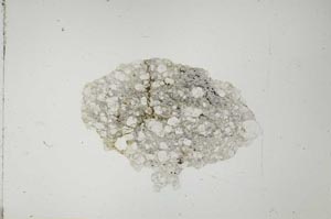 Plane Polarized, S20608