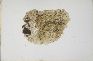 Plane Polarized, S20629