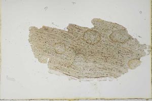 Plane Polarized, S20632