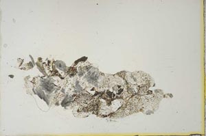 Plane Polarized, S20652