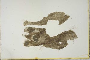 Plane Polarized, S20655
