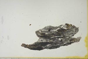 Plane Polarized, S20660