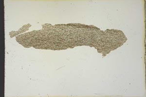 Plane Polarized, S20662