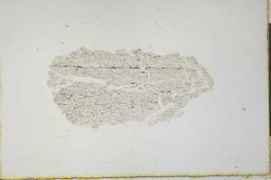 Plane Polarized, S20663