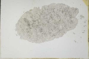 Plane Polarized, S20672