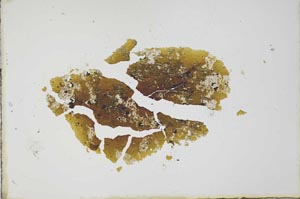 Plane Polarized, S20677