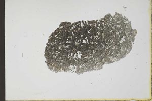 Plane Polarized, S20685