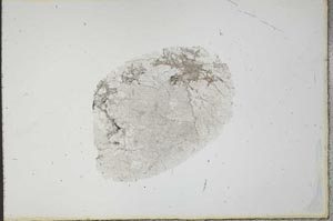 Plane Polarized, S20696