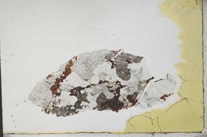 Plane Polarized, S20703