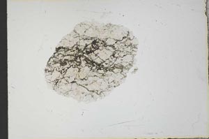 Plane Polarized, S20711